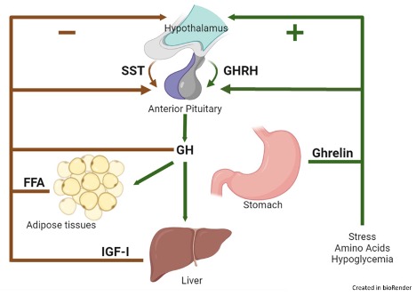 Ipamorelin: пептид, стимулирующий выброс гормона роста