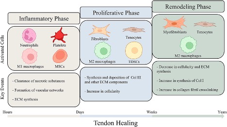 Заживление сухожилий и связок: иллюстрация темы восстановления тканей